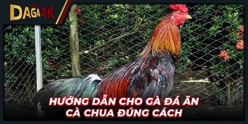 Hướng dẫn cho gà đá ăn cà chua đúng cách