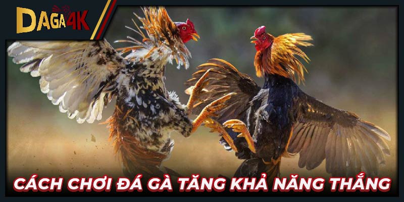 Cách chơi đá gà tăng khả năng thắng