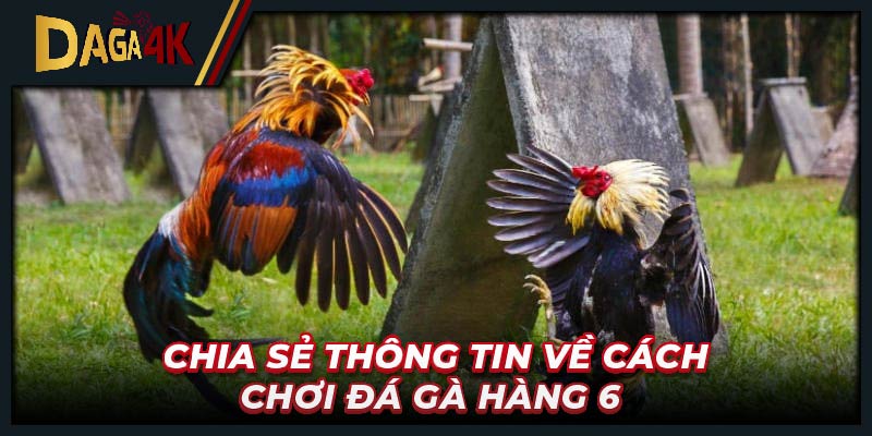 Chia sẻ thông tin về cách chơi đá gà hàng 6