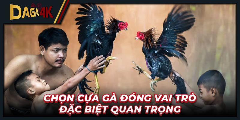 Chọn cựa gà đóng vai trò đặc biệt quan trọng