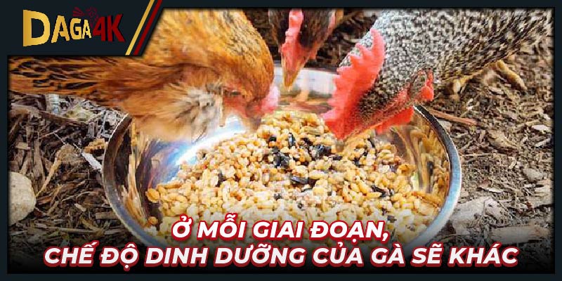 Ở mỗi giai đoạn, chế độ dinh dưỡng của gà sẽ khác