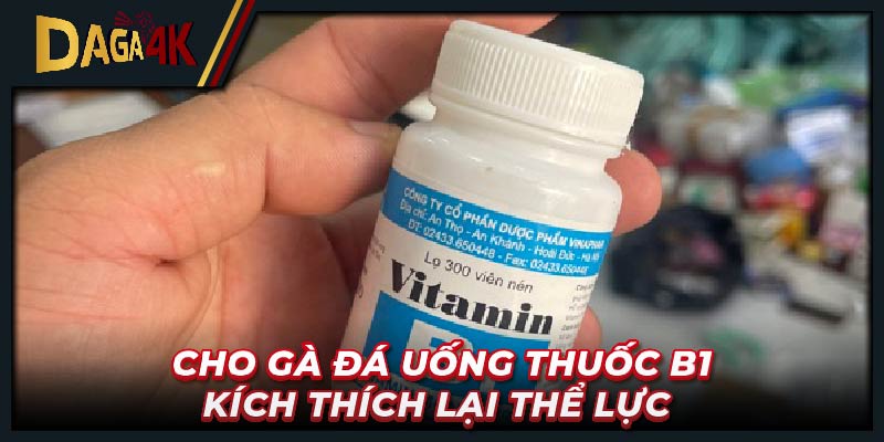 Cho gà đá uống thuốc B1 kích thích lại thể lực