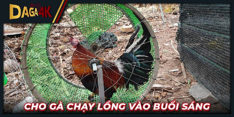Cho gà chạy lồng vào buổi sáng