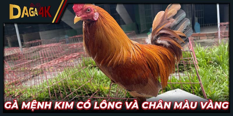Gà mệnh Kim có lông và chân màu vàng