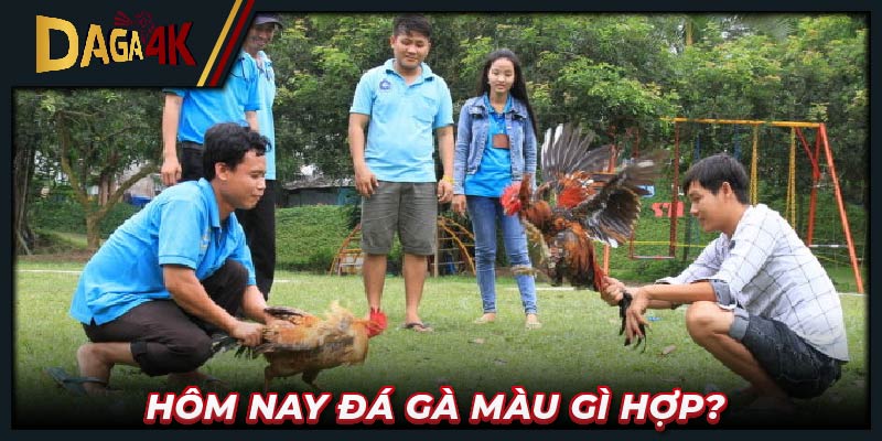 Hôm nay đá gà màu gì hợp?