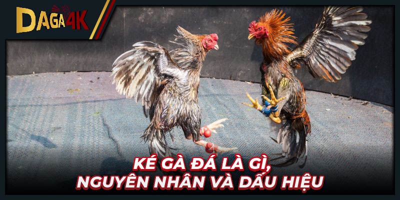 Ké gà đá là gì, nguyên nhân và dấu hiệu