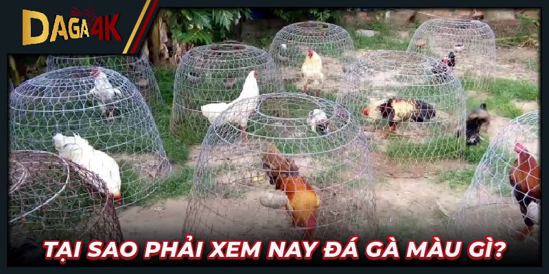 Tại sao phải xem nay đá gà màu gì?