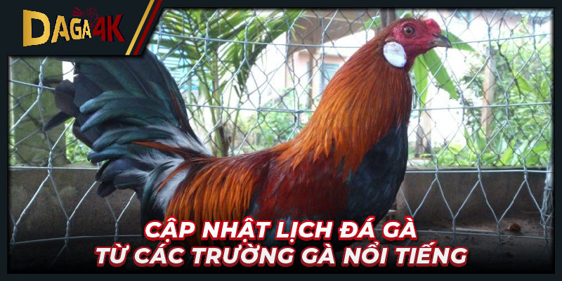 Cập nhật lịch đá gà từ các trường gà nổi tiếng